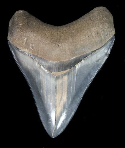 Beautiful, Fossil Megalodon Tooth - Georgia #41580